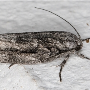 Illidgea epigramma at Melba, ACT - 25 Nov 2024 11:38 PM