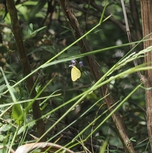 Eurema smilax (Small Grass-yellow) at Uriarra Village, ACT by RAllen