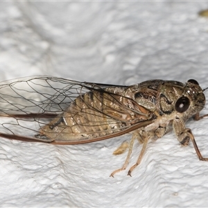 Yoyetta celis (Silver Princess Cicada) at Melba, ACT by kasiaaus