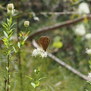 Heteronympha merope at Uriarra Village, ACT - 20 Nov 2024