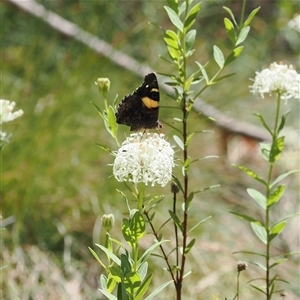 Vanessa itea at Uriarra Village, ACT - 20 Nov 2024