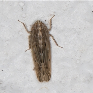 Maiestas vetus (A leafhopper) at Melba, ACT by kasiaaus