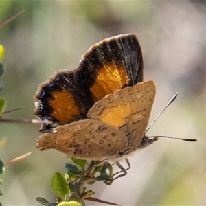 Paralucia aurifera (Bright Copper) at Rendezvous Creek, ACT by SWishart