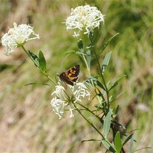 Trapezites phigalioides (Montane Ochre) at Uriarra Village, ACT by RAllen