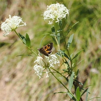 Trapezites phigalioides (Montane Ochre) at Uriarra Village, ACT - 20 Nov 2024 by RAllen