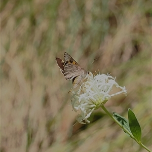 Trapezites phigalioides at Uriarra Village, ACT - 20 Nov 2024