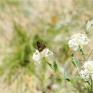 Trapezites phigalioides at Uriarra Village, ACT - 20 Nov 2024 02:24 PM