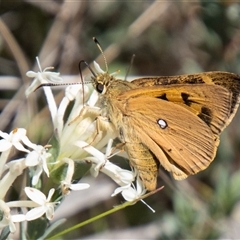 Trapezites eliena (Orange Ochre) at Rendezvous Creek, ACT - 22 Nov 2024 by SWishart