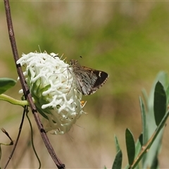 Pasma tasmanica (Two-spotted Grass-skipper) at Uriarra Village, ACT - 20 Nov 2024 by RAllen