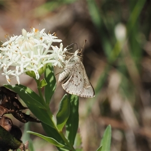 Pasma tasmanica at Uriarra Village, ACT - 20 Nov 2024 02:27 PM