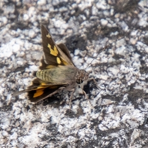 Trapezites phigalioides at Rendezvous Creek, ACT - 22 Nov 2024 12:03 PM