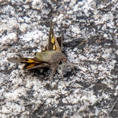 Trapezites phigalioides at Rendezvous Creek, ACT - 22 Nov 2024 12:03 PM