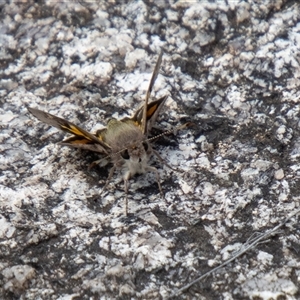 Trapezites phigalioides at Rendezvous Creek, ACT - 22 Nov 2024 12:03 PM