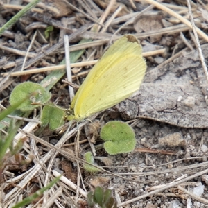 Eurema smilax (Small Grass-yellow) at Rendezvous Creek, ACT by SWishart