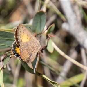 Paralucia aurifera at Rendezvous Creek, ACT - 22 Nov 2024