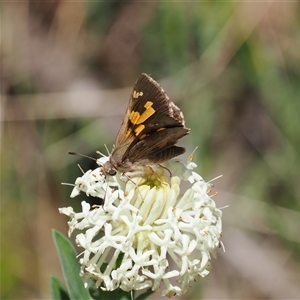 Trapezites phigalioides (Montane Ochre) at Uriarra Village, ACT by RAllen