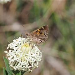 Trapezites phigalioides at Uriarra Village, ACT - 20 Nov 2024 02:45 PM