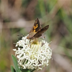 Trapezites phigalioides at Uriarra Village, ACT - 20 Nov 2024 02:45 PM