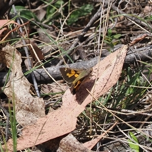 Trapezites phigalioides at Uriarra Village, ACT - 20 Nov 2024 02:45 PM