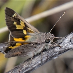 Trapezites phigalioides (Montane Ochre) at Rendezvous Creek, ACT - 22 Nov 2024 by SWishart