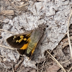 Trapezites phigalioides at Rendezvous Creek, ACT - 22 Nov 2024