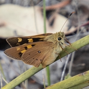 Trapezites eliena (Orange Ochre) at Rendezvous Creek, ACT by SWishart