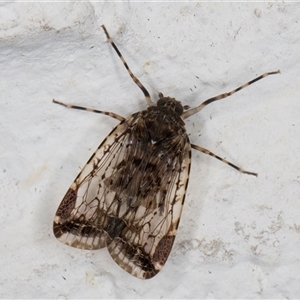 Dipsiathus obscurifrons (Achilid planthopper) at Melba, ACT by kasiaaus