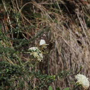 Belenois java at Uriarra Village, ACT - 20 Nov 2024