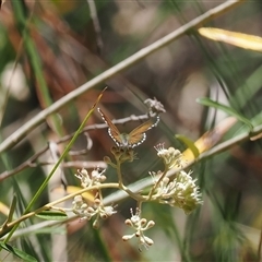 Neolucia agricola (Fringed Heath-blue) at Uriarra Village, ACT - 20 Nov 2024 by RAllen