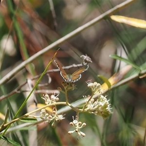 Neolucia agricola at Uriarra Village, ACT - 20 Nov 2024 02:43 PM