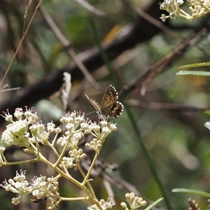 Neolucia agricola at Uriarra Village, ACT - 20 Nov 2024 02:43 PM