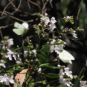 Pieris rapae (Cabbage White) at Uriarra Village, ACT by RAllen