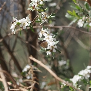 Zizina otis (Common Grass-Blue) at Uriarra Village, ACT by RAllen