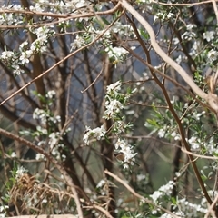 Leptospermum obovatum (River Tea Tree) at Uriarra Village, ACT - 20 Nov 2024 by RAllen