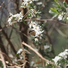 Leptospermum obovatum at Uriarra Village, ACT - 20 Nov 2024