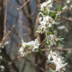 Leptospermum obovatum at Uriarra Village, ACT - 20 Nov 2024