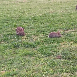 Oryctolagus cuniculus at Parkes, ACT - 27 Nov 2024 05:30 PM