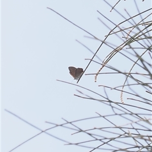 Acrodipsas aurata at Macarthur, ACT - suppressed