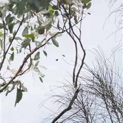 Acrodipsas aurata at Macarthur, ACT - suppressed