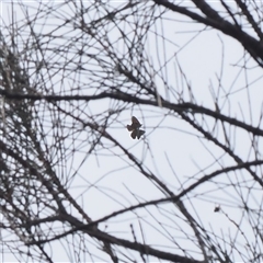 Acrodipsas aurata at Macarthur, ACT - suppressed