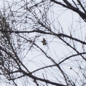 Acrodipsas aurata at Macarthur, ACT - 25 Nov 2024