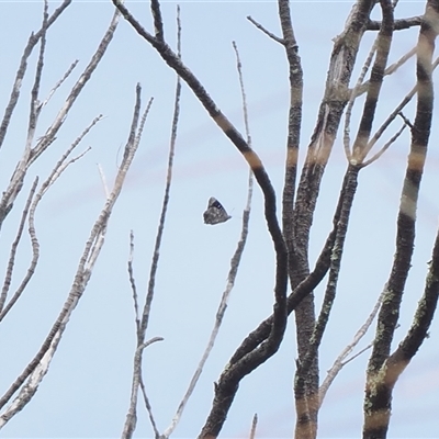 Ogyris olane (Broad-margined Azure) at Macarthur, ACT - 25 Nov 2024 by RAllen