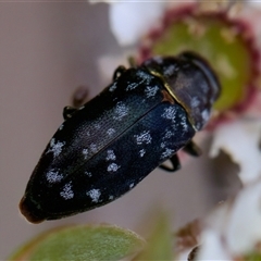 Diphucrania sp. (genus) (Jewel Beetle) at Denman Prospect, ACT - 25 Nov 2024 by KorinneM