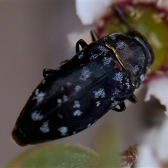 Diphucrania sp. (genus) at Denman Prospect, ACT - 25 Nov 2024 04:45 PM