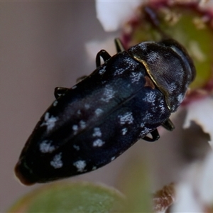 Diphucrania sp. (genus) at Denman Prospect, ACT - 25 Nov 2024 04:45 PM