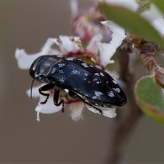 Diphucrania sp. (genus) at Denman Prospect, ACT - 25 Nov 2024 04:45 PM