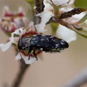 Diphucrania sp. (genus) at Denman Prospect, ACT - 25 Nov 2024 04:45 PM