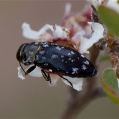 Diphucrania sp. (genus) at Denman Prospect, ACT - 25 Nov 2024 04:45 PM