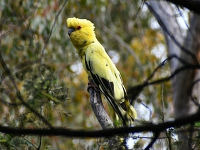 Zanda funerea (Yellow-tailed Black-Cockatoo) at Kambah, ACT - 26 Nov 2024 by BecMack