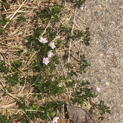 Unidentified Other Wildflower or Herb at Nicholls, ACT - 26 Nov 2024 by Woozlecat